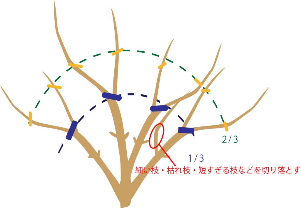 バラの冬剪定